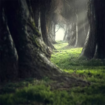 myspiritualtribe.com services-Past-Life-Regression Past Life Regression